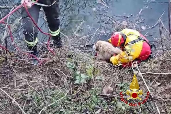 Pizzarrosto, enclave lombarda in Piemonte: i vigili del fuoco salvano un cane dalle acque del Sesia