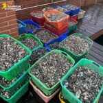 Venezia, sequestrati 3215 chili di vongole  e 3 natanti da diporto