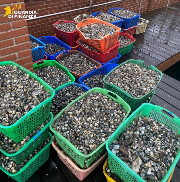 Venezia, sequestrati 3215 chili di vongole  e 3 natanti da diporto