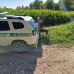 Mozambano, rinvenuta nella frazione Castellaro una carcassa di cucciolo di lupo